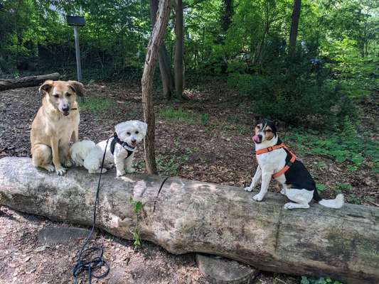 Tongue Out Tuesday-Beitrag-Bild