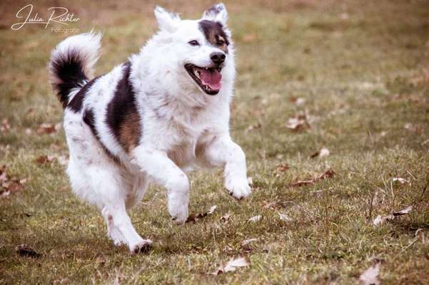 Mischlinge raten - Rätselspaß-Beitrag-Bild