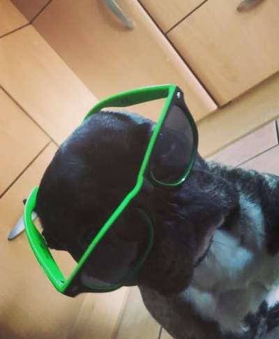 Foto's und Hundemodels-Beitrag-Bild