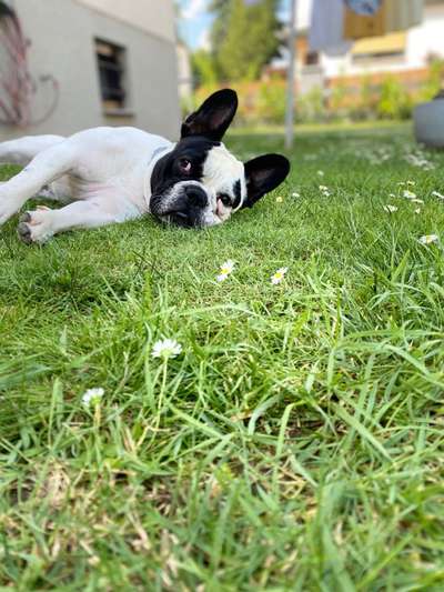 Welpenfotos-Beitrag-Bild