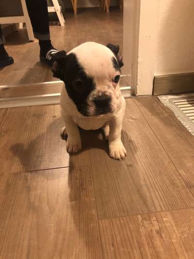 Welpenfotos-Beitrag-Bild