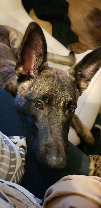 Mischlingshunde Foto Aufruf-Beitrag-Bild