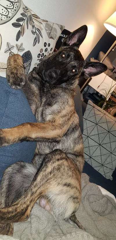 Postet das beste Foto von euren 4 beinern-Beitrag-Bild