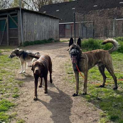 Hundetreffen-Regelmäßige Social Walks-Bild