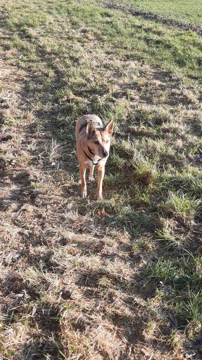 Hundetreffen-Spazieren gehen-Bild