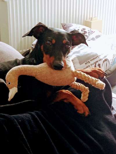 Liebhaber des Deutschen Pinscher gesucht.-Beitrag-Bild