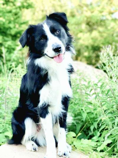 Zeigt mal eure border Collies :)-Beitrag-Bild