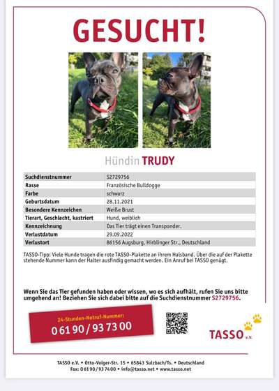 Entlaufene, Gefundene und Vermisste Hunde-Beitrag-Bild