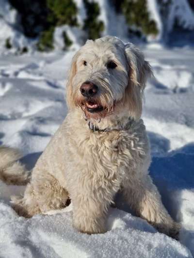 Dogorama Photo Challenge - Portrait-Beitrag-Bild