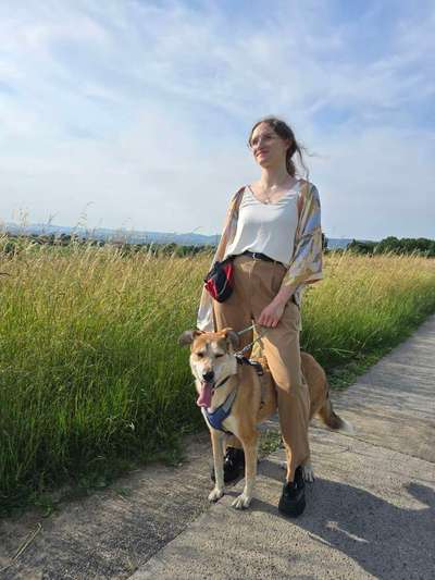 Hundetreffen-Gestellte Hundebegegnungen gesucht :)-Bild