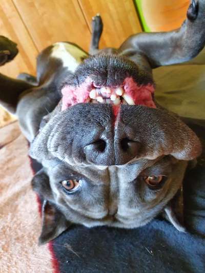 Dogorama Photo Challenge - lustigste Grimasse-Beitrag-Bild