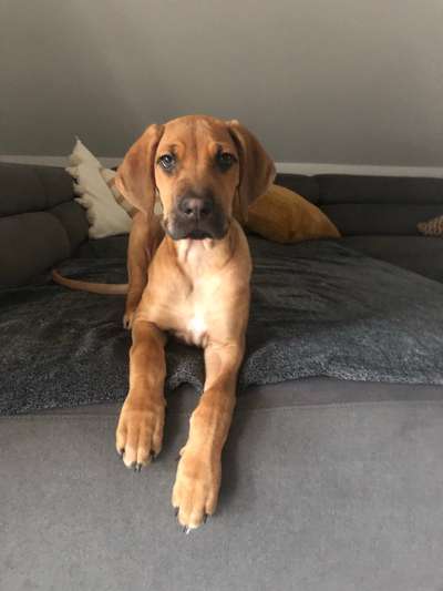 Welpen Bilder !-Beitrag-Bild