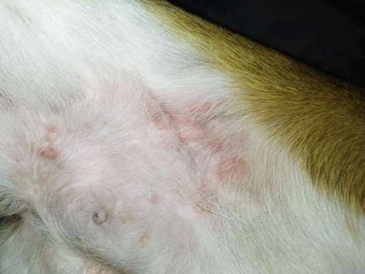 Was ist das? Flöhe, Allergie Ungeziefer?-Beitrag-Bild