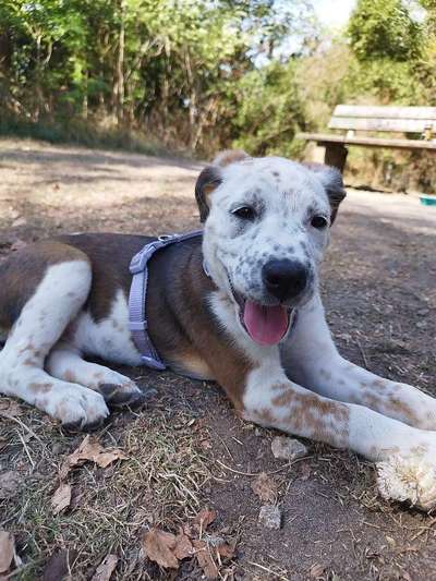 Welpen Bilder !-Beitrag-Bild