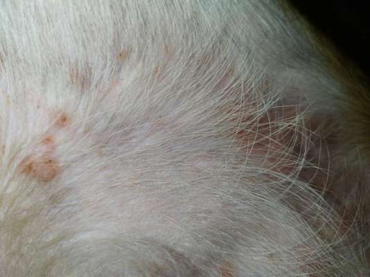 Was ist das? Flöhe, Allergie Ungeziefer?-Beitrag-Bild