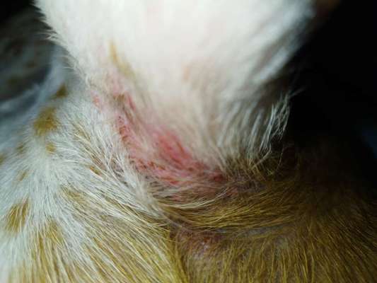 Was ist das? Flöhe, Allergie Ungeziefer?-Beitrag-Bild