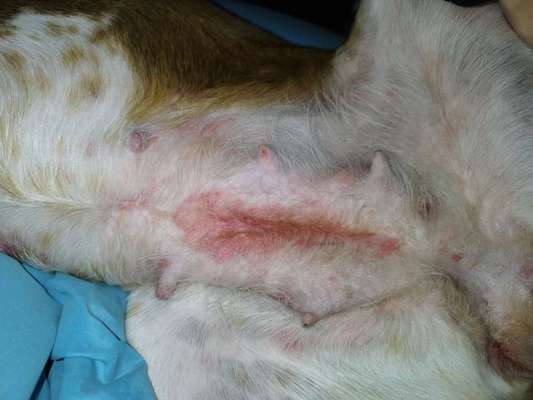 Was ist das? Flöhe, Allergie Ungeziefer?-Beitrag-Bild