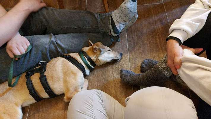 TierschutzhundeStammtisch🐕-Beitrag-Bild