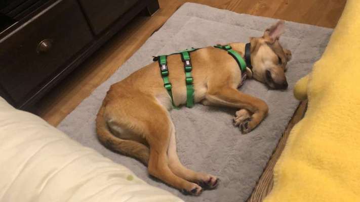 TierschutzhundeStammtisch🐕-Beitrag-Bild