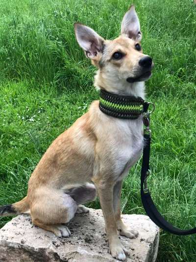 TierschutzhundeStammtisch🐕-Beitrag-Bild