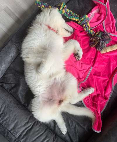 Die Dogorama Wochen Challenge-Beitrag-Bild