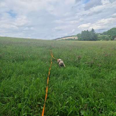 Hundetreffen-Gassirunden & Spielkontakte-Bild
