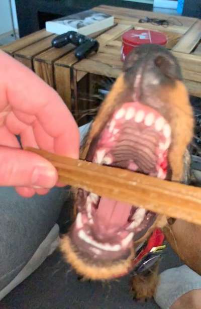 Hinterbeine beißen - Zahnen-Beitrag-Bild