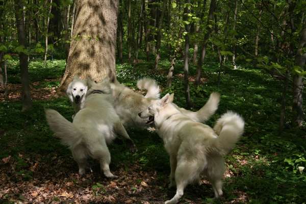 Dogorama Photo Challenge - Hunde in Action-Beitrag-Bild