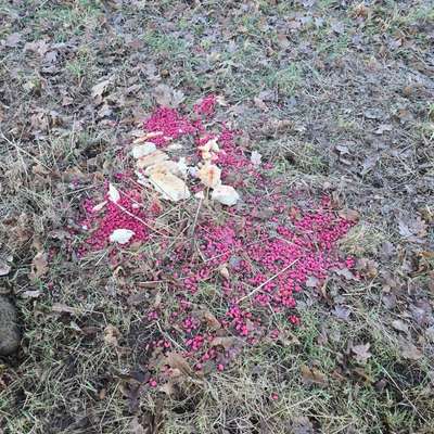 Giftköder-GIFTKÖDER in Lippepark Eingang-Bild