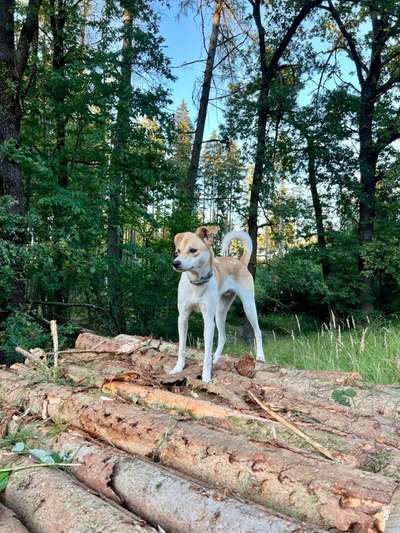 Hundetreffen-Gemeinsames Spazierengehen, Spielen und Toben-Bild