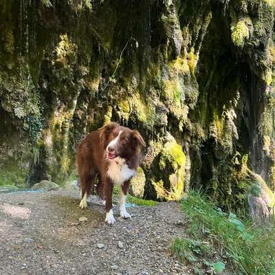aktuelles Foto Gruppe Problem Hunde  (verhalten) austausch