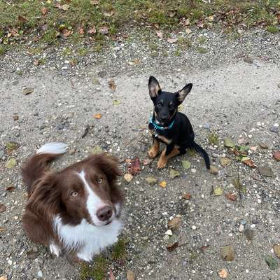 Hundetreffen-Spatzier und Trainingstreffen-Bild