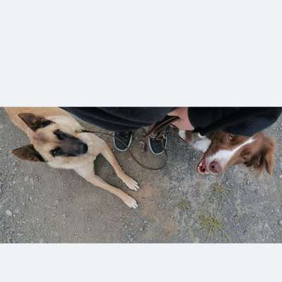 Hundetreffen-Training /Socialwalk oder Spatzieren gehen-Bild