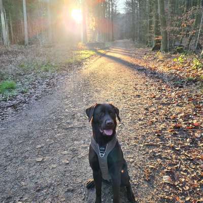 Hundetreffen-Spielrunde im Park oder Wald-Bild