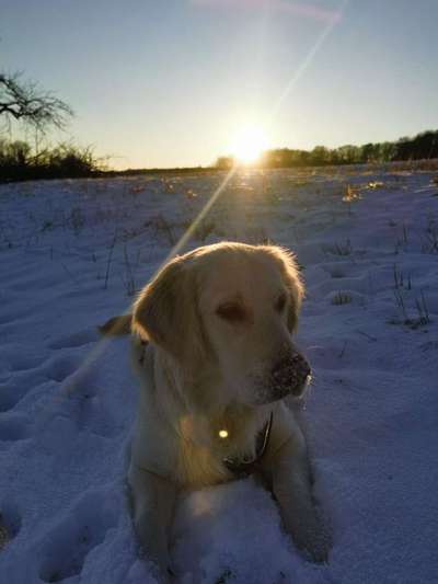 Die Dogorama Kalender Challenge Teil 2/4-Beitrag-Bild