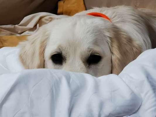 CHALLENGE NR. 19 - Der Hundeblick-Beitrag-Bild