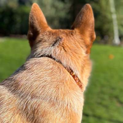 Hundetreffen-Hundebegegnung trainieren-Bild