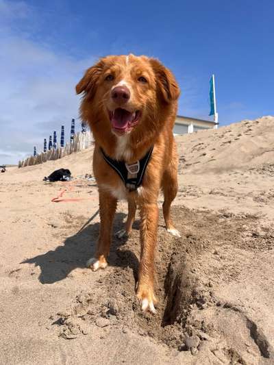 Nova Scotia Duck Tolling Retriever-Beitrag-Bild