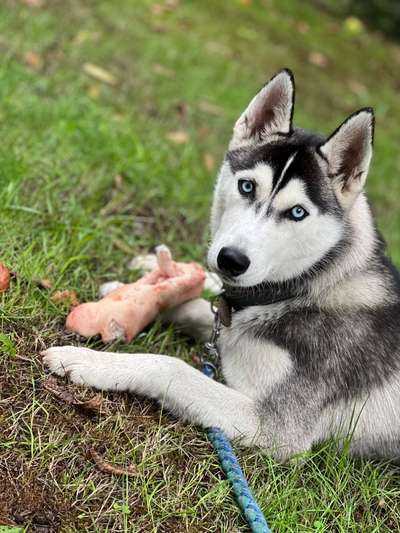 Husky-Beitrag-Bild