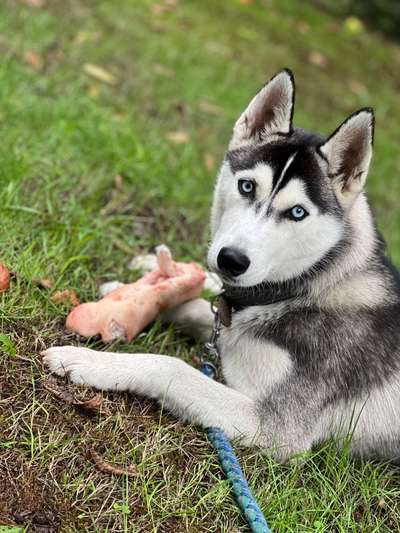 Husky-Beitrag-Bild