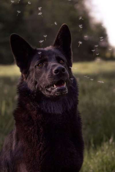 Die Dogorama Monats Challenge "Es grünt und blüht"-Beitrag-Bild