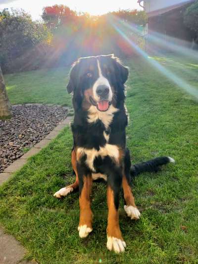 Berner Sennen-Beitrag-Bild