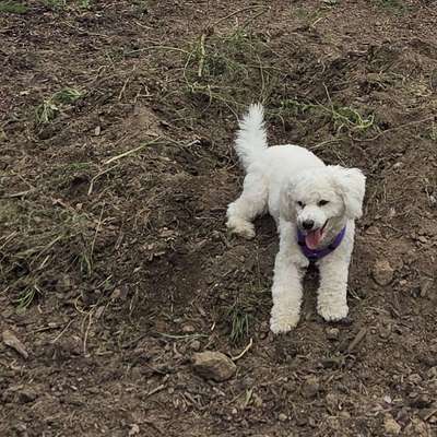 Hundetreffen-Junghunde Spaß-Bild