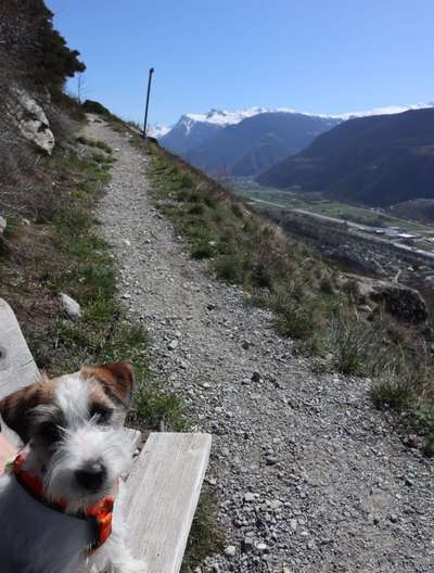 Hundetreffen-Spaziergang-Bild