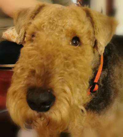 Zeigt mir die tollste Nahaufnahme von eurer Fellnase-Beitrag-Bild