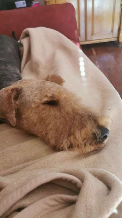 Zeigt mir die tollste Nahaufnahme von eurer Fellnase-Beitrag-Bild