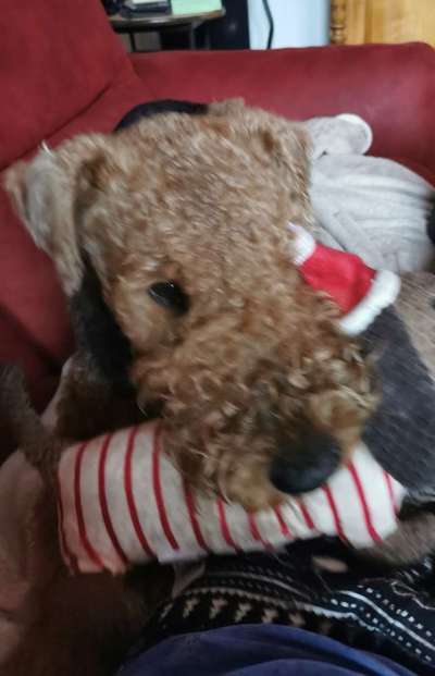 Zeigt mir die tollste Nahaufnahme von eurer Fellnase-Beitrag-Bild