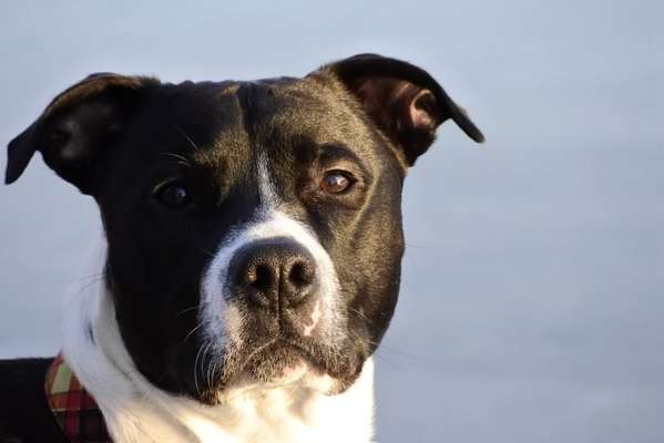 Dogorama Photo Challenge - Der Frühling kommt-Beitrag-Bild