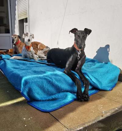 Windhunde - Treffen der besonderen Schönheiten
HERZLICH WILLKOMMEN-Beitrag-Bild