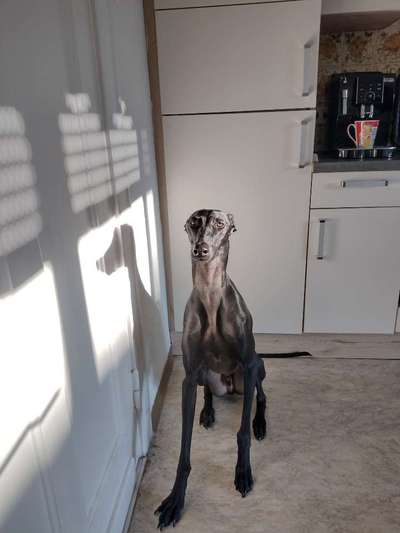 Windhunde - Treffen der besonderen Schönheiten
HERZLICH WILLKOMMEN-Beitrag-Bild